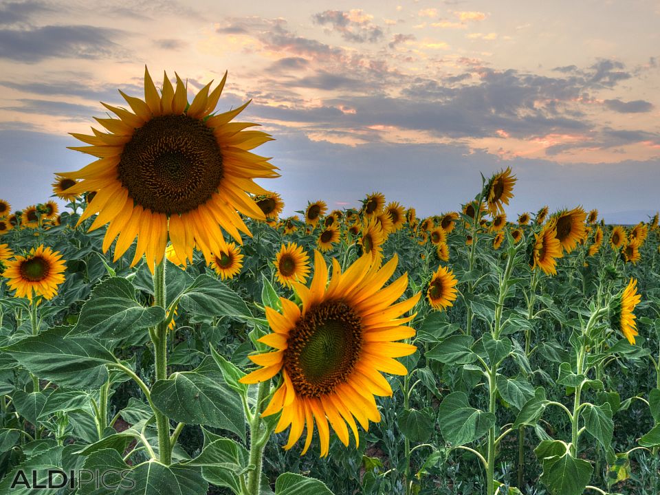 Sunflowers near Plovdiv