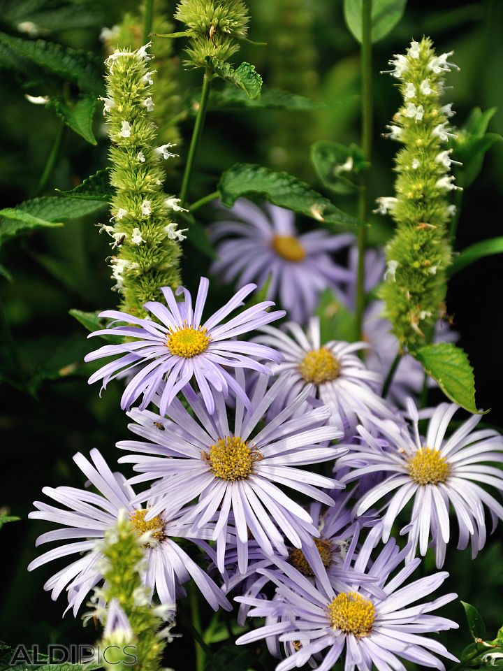 Beautiful flowers in St.James Park