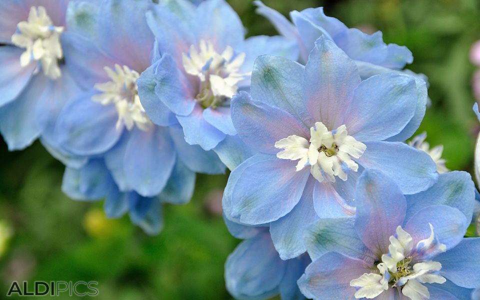 Beautiful flowers in St.James Park