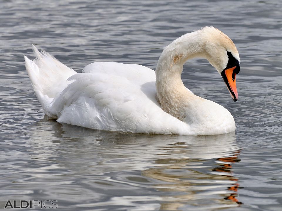 Beautiful swan in a London park