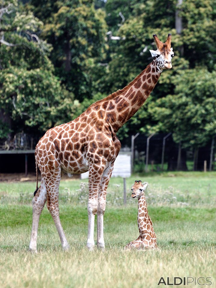 Giraffes in Woburn Safari Park