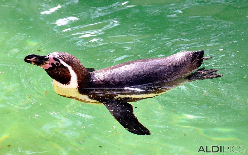 Пингвин в сафари парк “Уобърн”