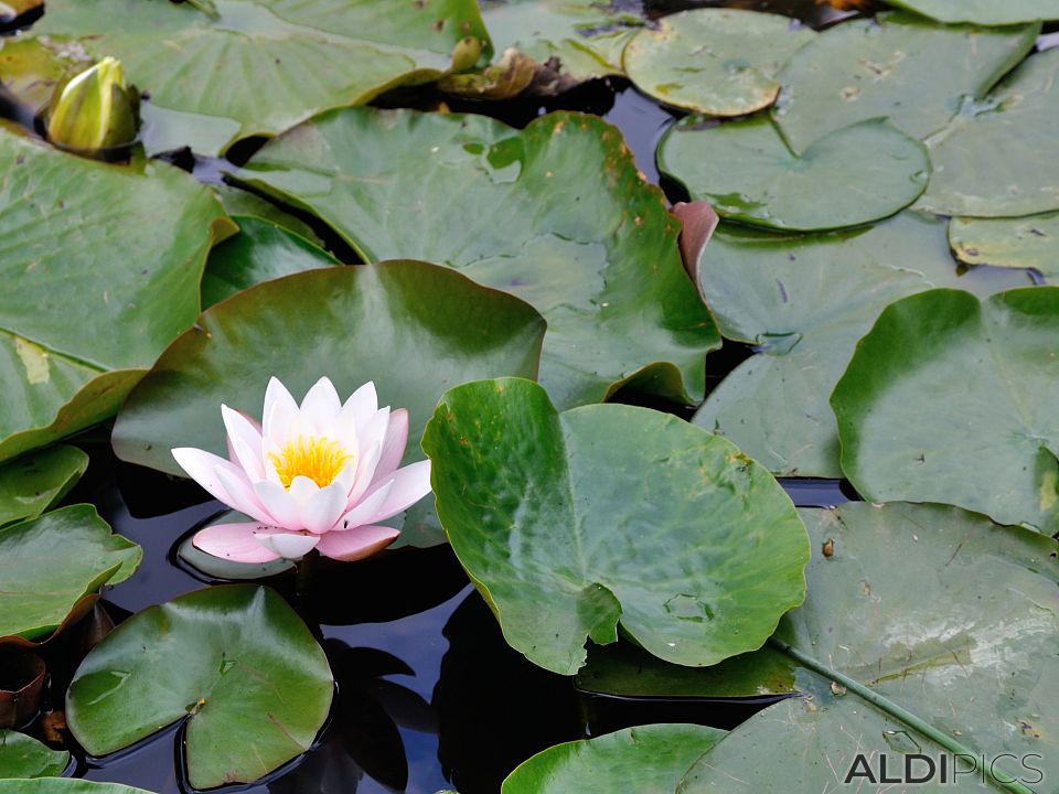 Water Lilies