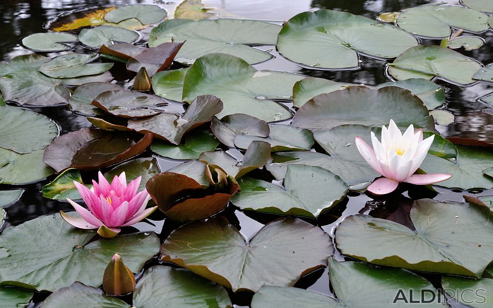 Water Lilies