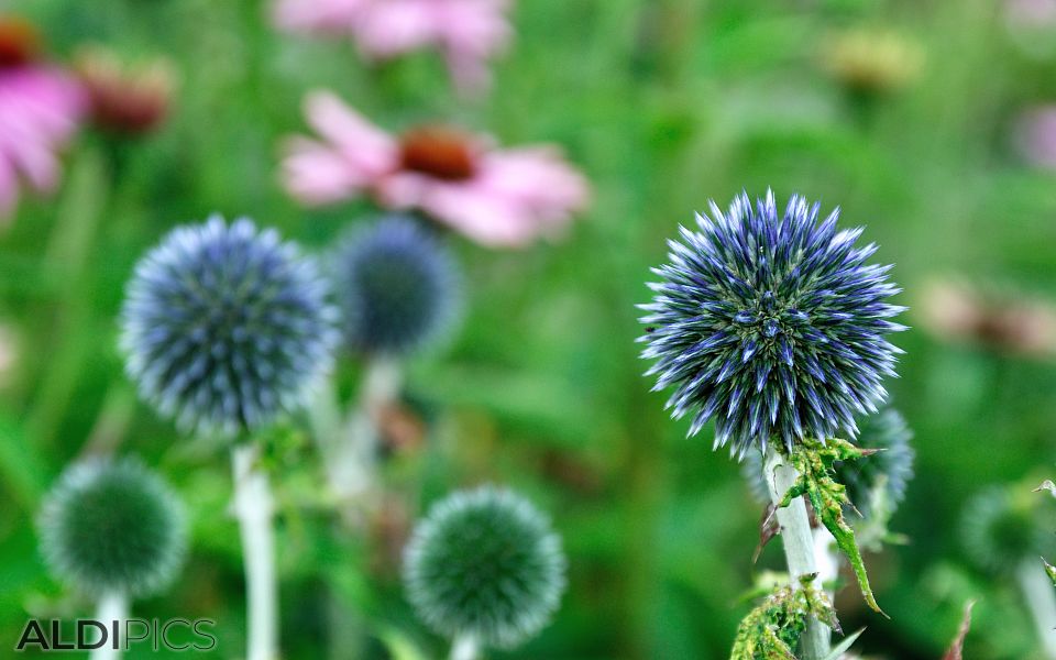 Beautiful flowers in Woburn