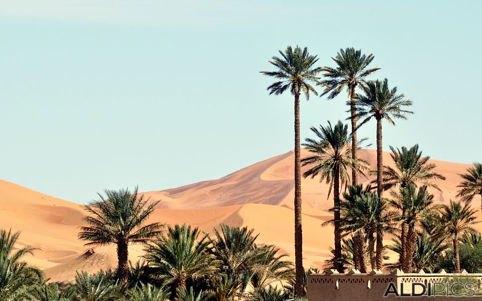 Oasis in Sahara