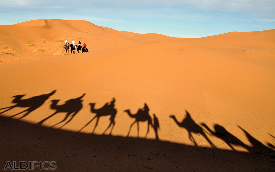 Camel Caravan