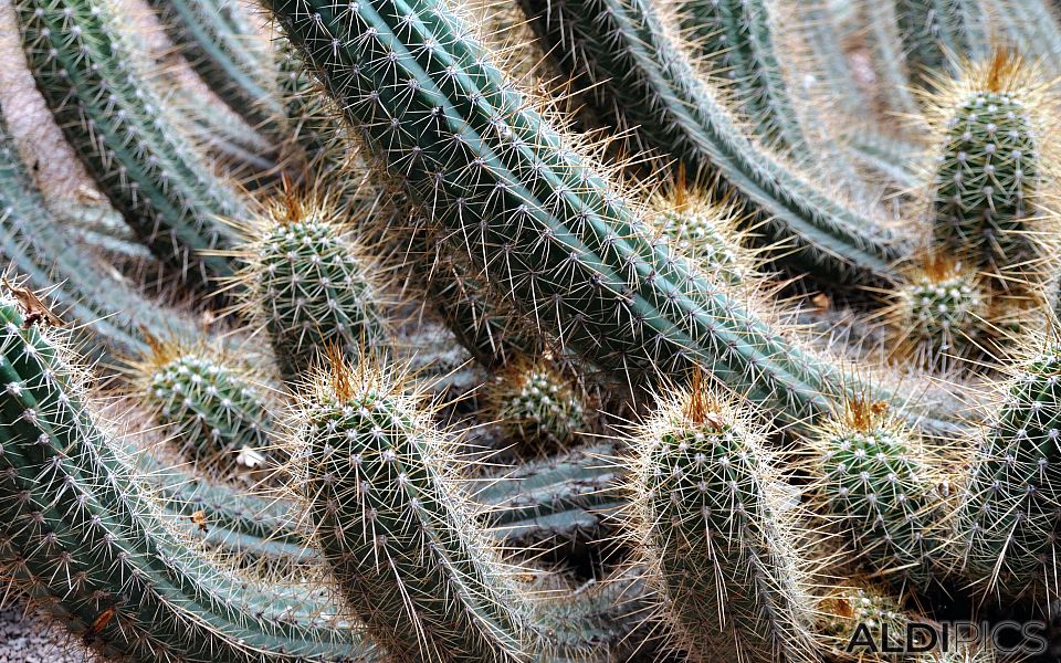 Cactus in the Majorelle Garden - Marrakech