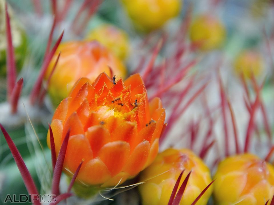 Cactus in the Majorelle Garden - Marrakech