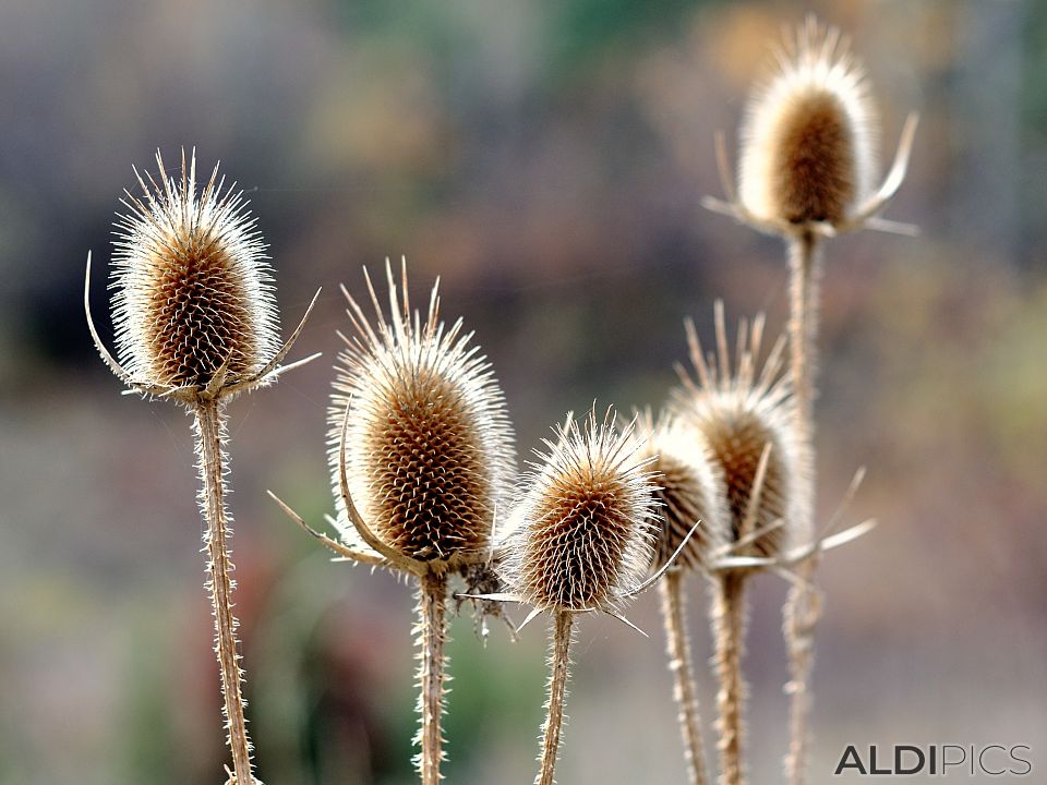 Dry thorns