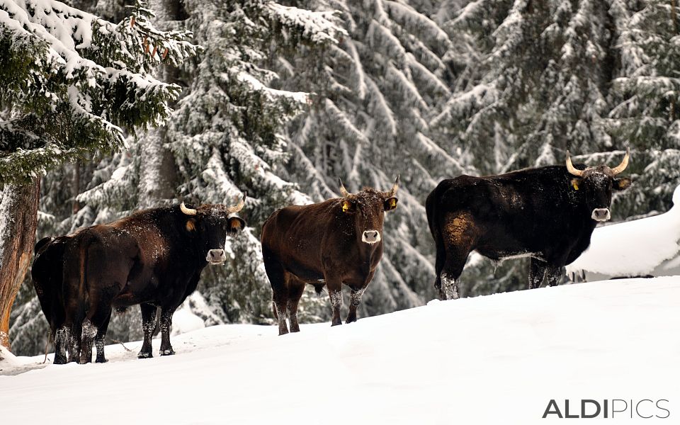 Buffaloes in Starina near Yondola