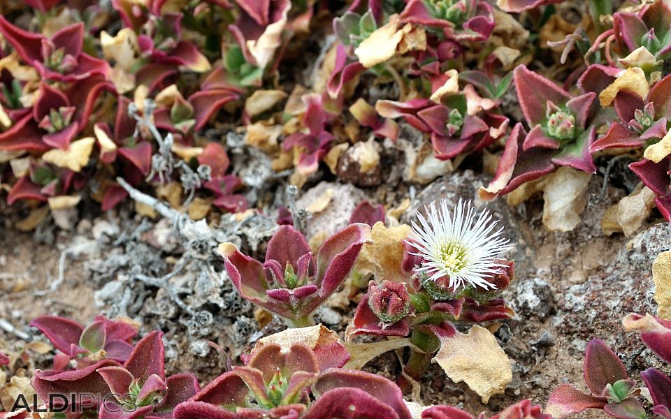 Interesting wildflowers in Gran Canaria