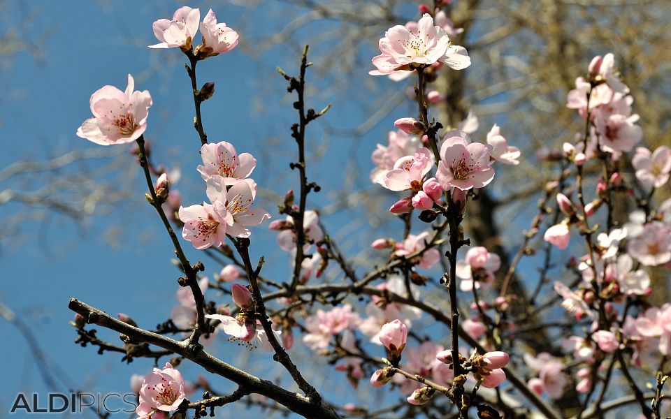 Spring blossom in Madrid