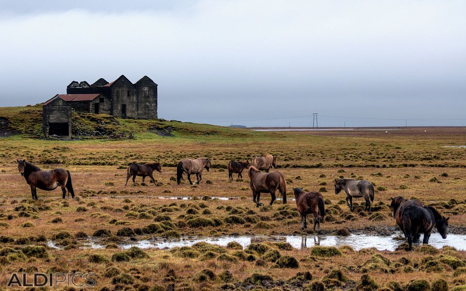 Somewhere in Iceland