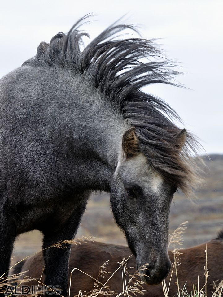 Horses somewhere in Iceland