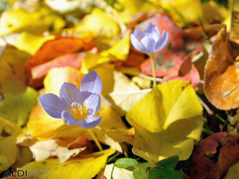 Autumn crocuses