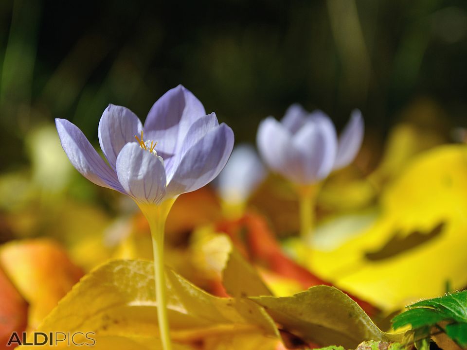 Autumn crocuses