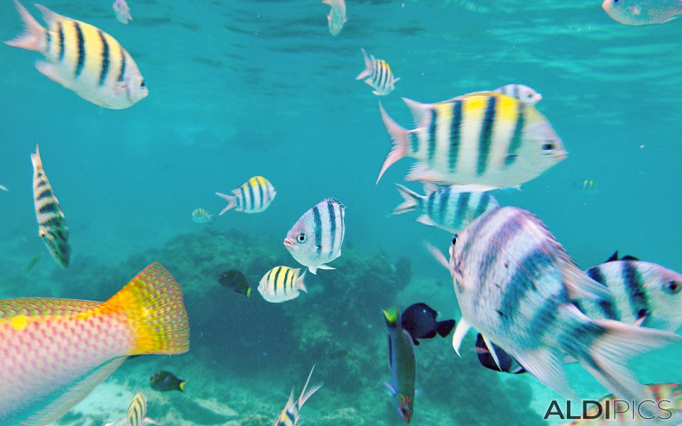 Snorkelling in the sea