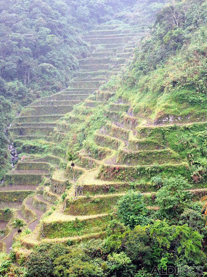 Rice terraces