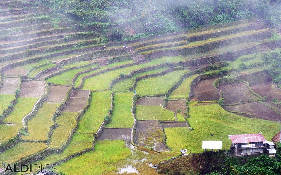 Rice terraces