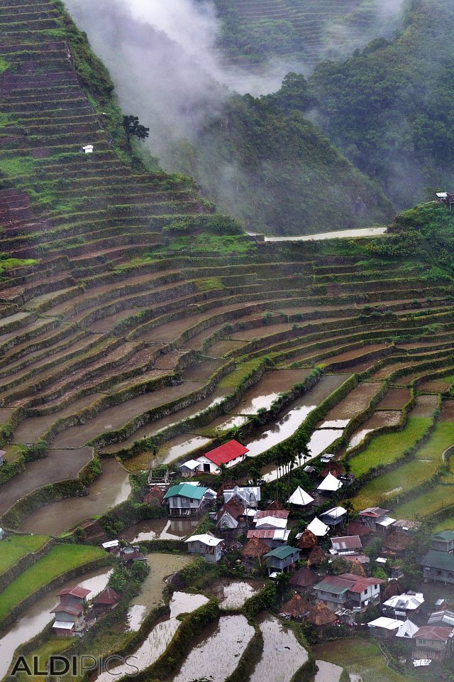 Rice terraces