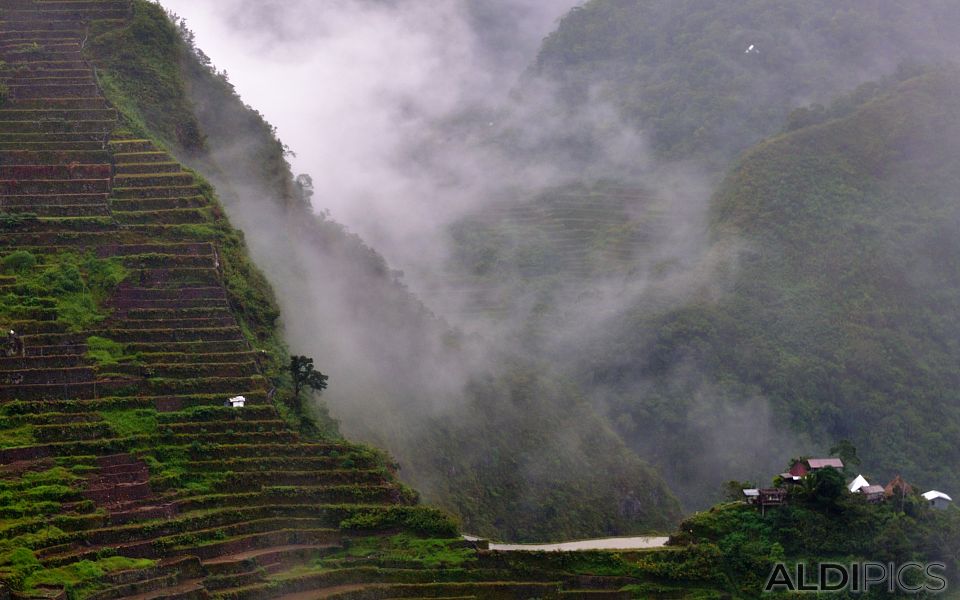 Rice terraces