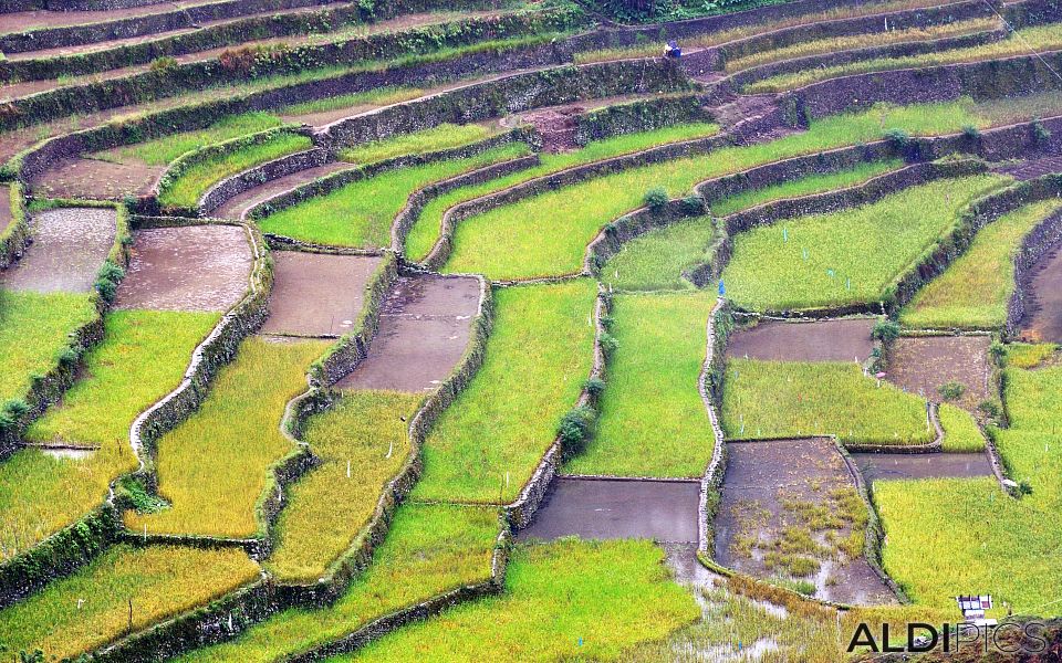 Rice terraces