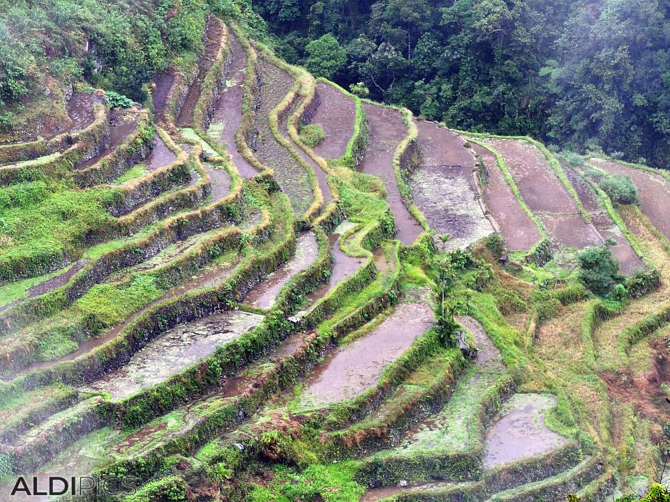 Rice terraces