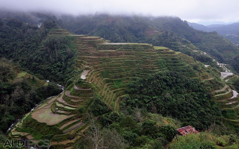 Rice terraces