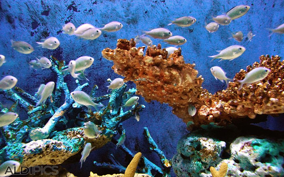 Aquarium in Manila