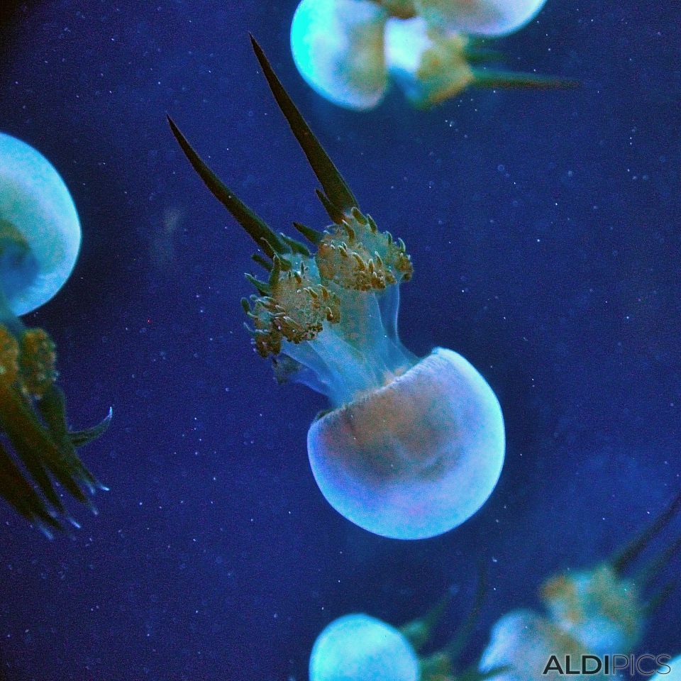 Светло сини медузи