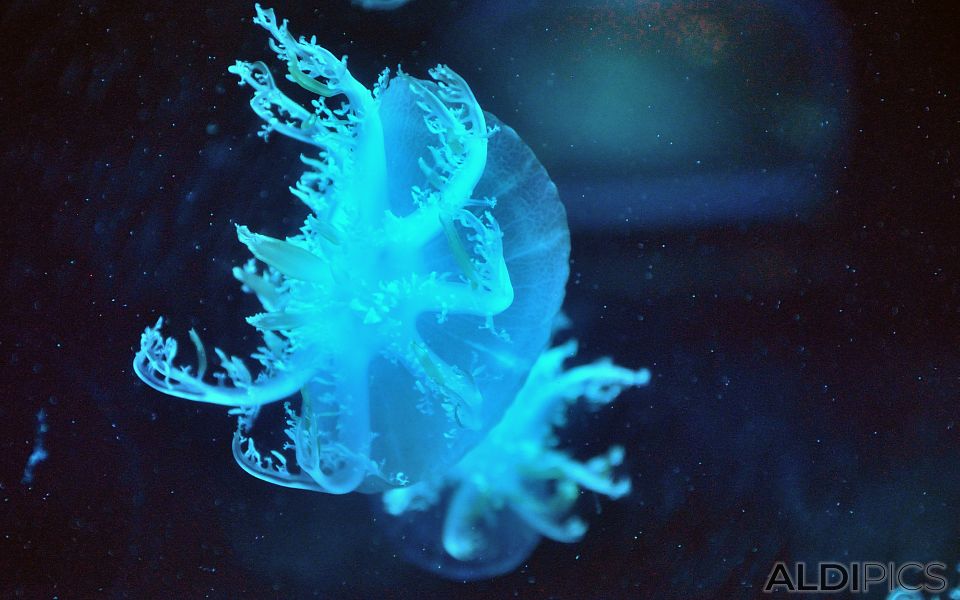 Светло синя медуза