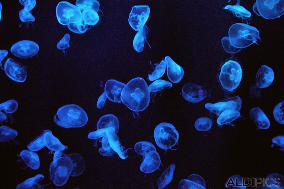 Blue jellyfish