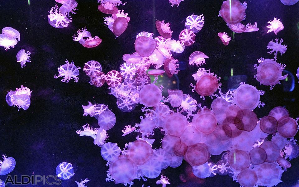 Лилави медузи