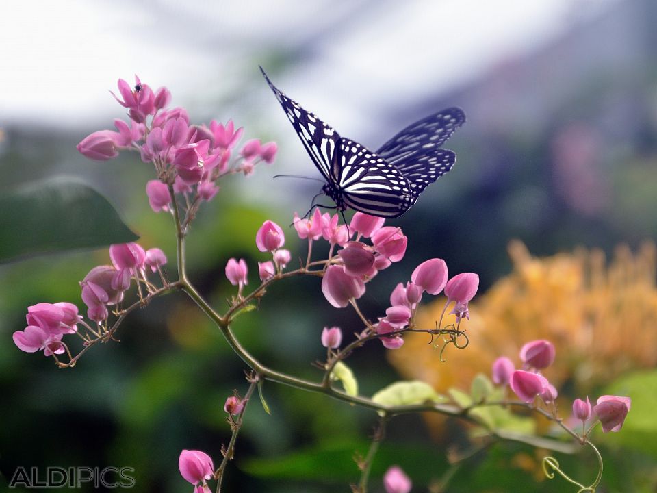 Butterfly Park Kuala Lumpur
