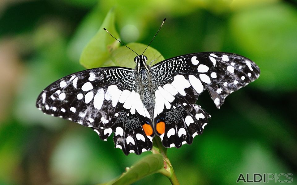 Butterfly Park Kuala Lumpur