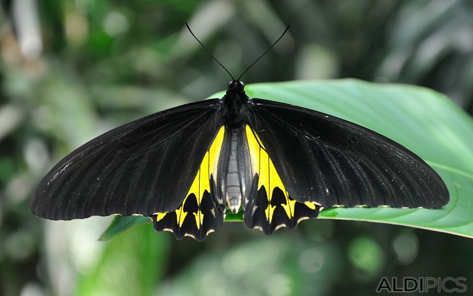 Butterfly Park Kuala Lumpur