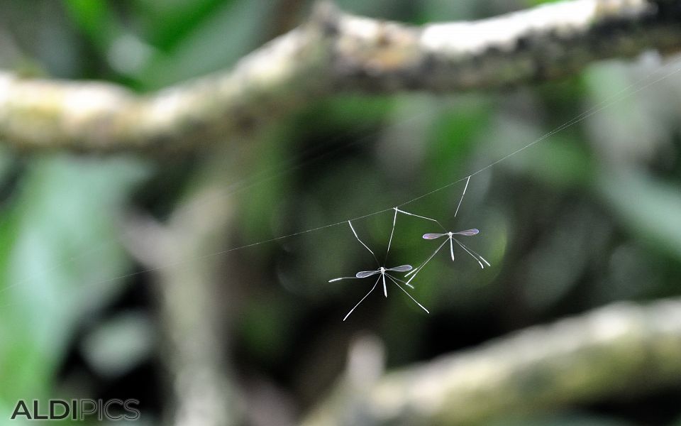 Butterfly Park Kuala Lumpur