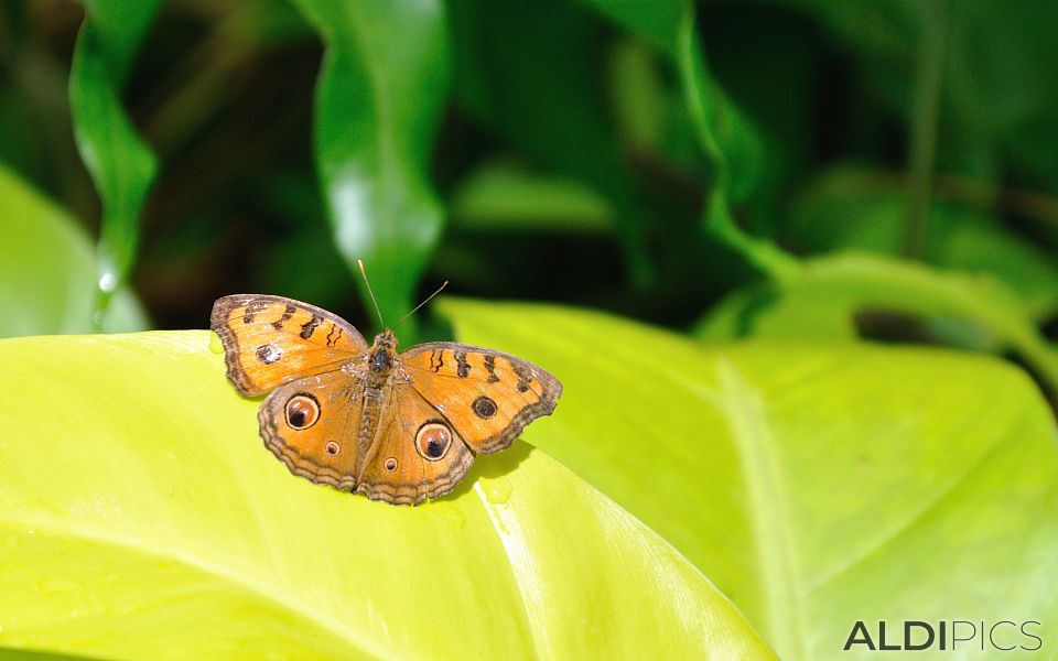 Пеперуди в парка на Куала Лумпур