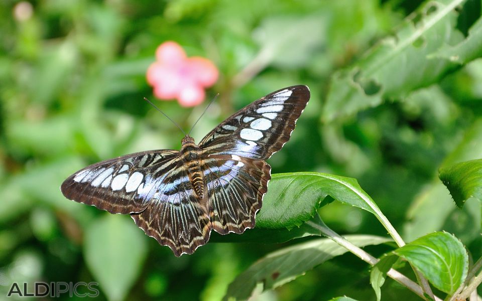 Butterfly Park Kuala Lumpur