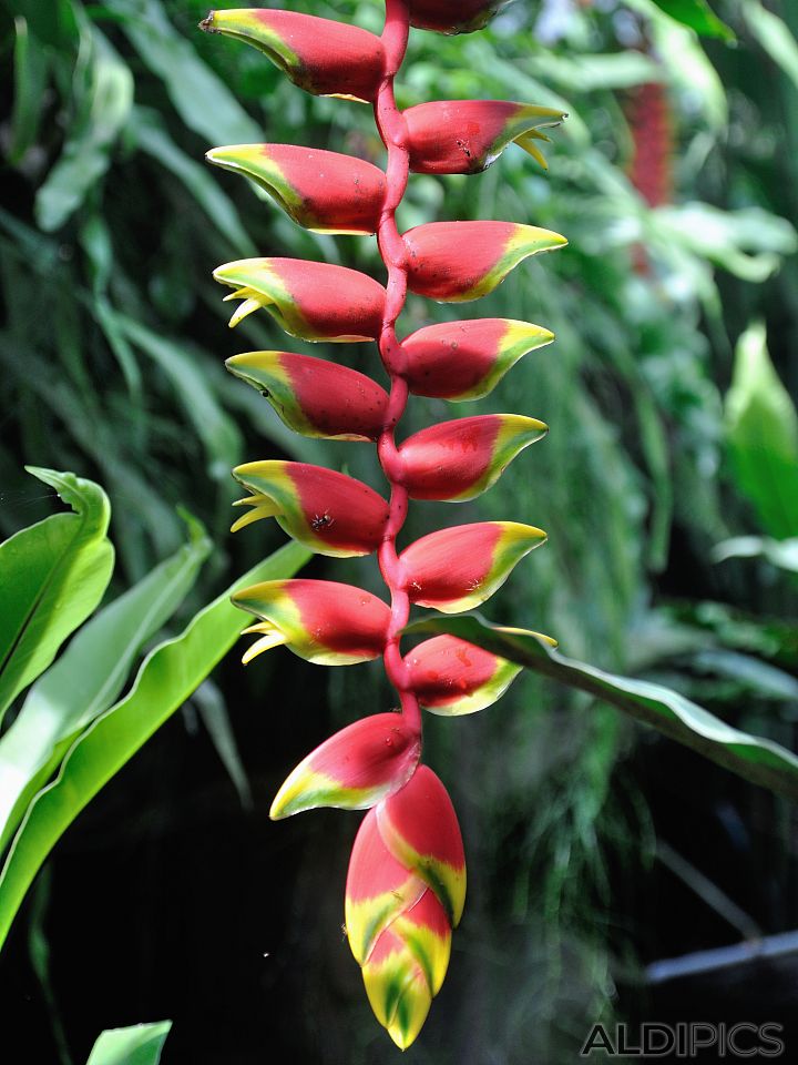 Heliconia Rostrata