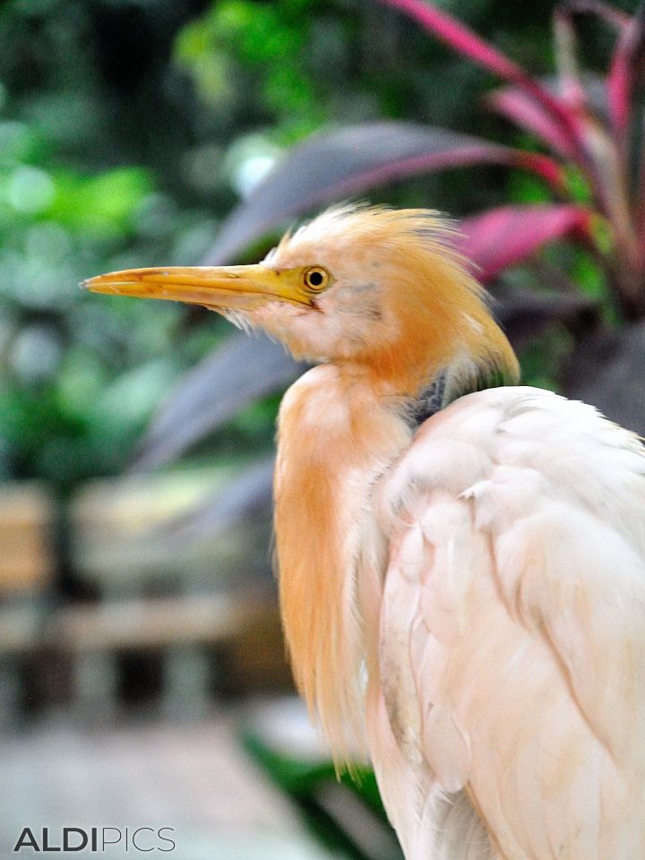 Birds in the park Kuala Lumpur