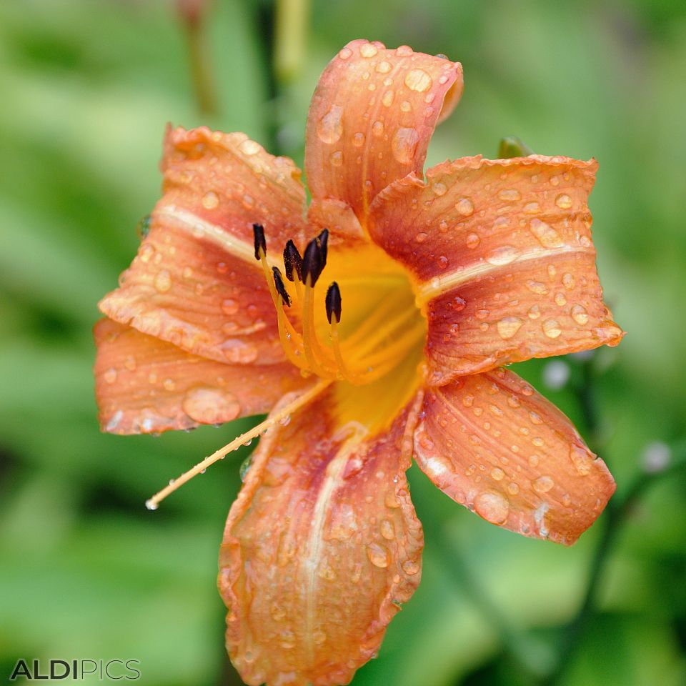 Flowers of Fraser Hill