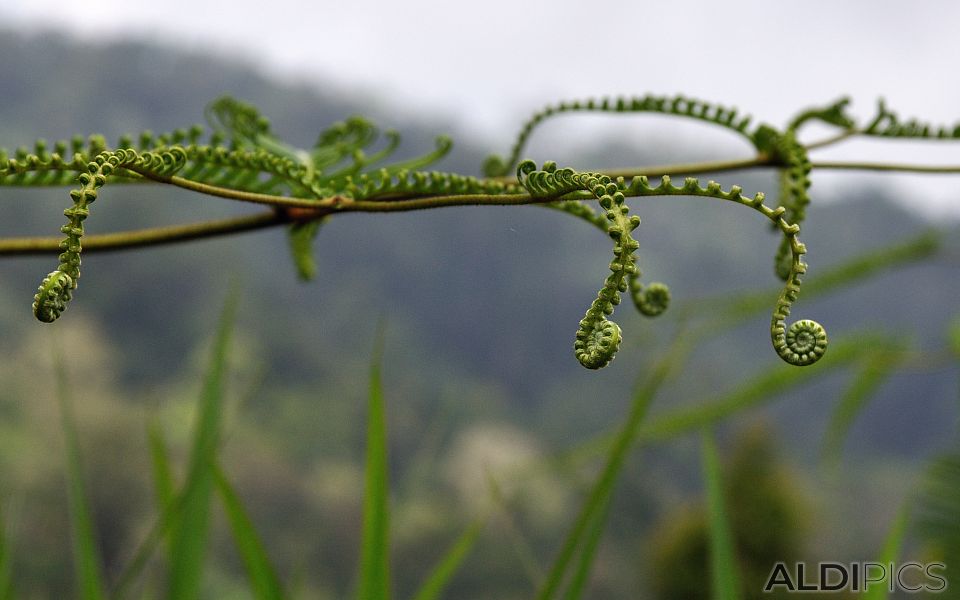 Fern from Fraser Hill