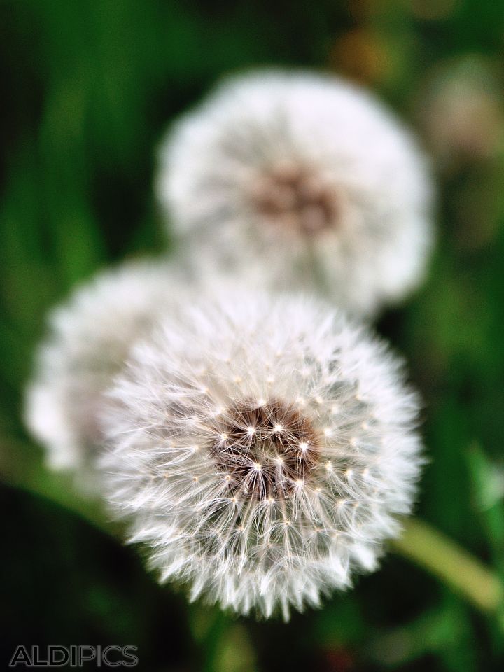 Dandelion