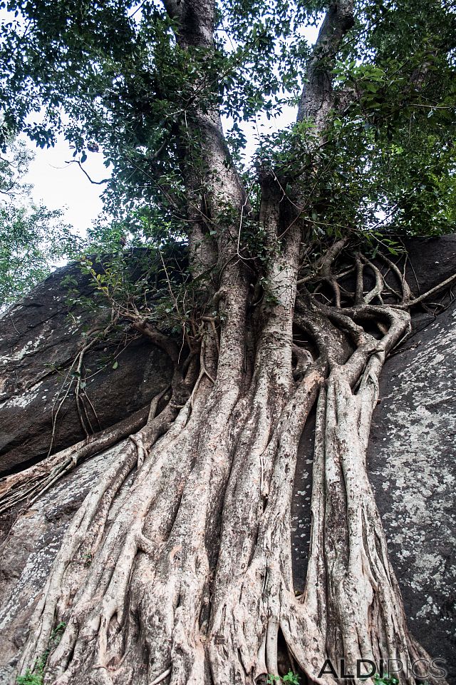 Forest in Siruvani Water Falls