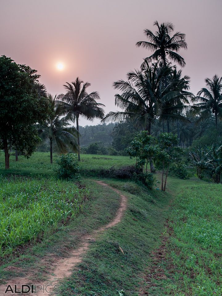 Sunset over the field