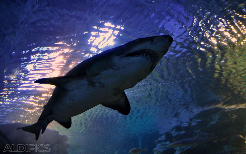 Aquarium Forum Istanbul