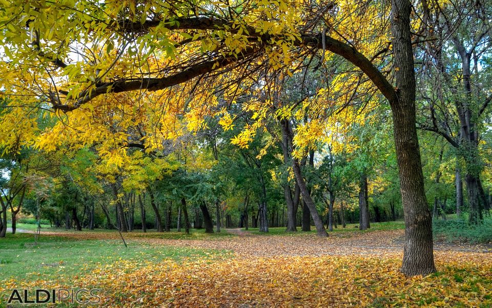 Walk in the park