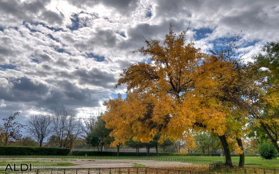 Golden Autumn